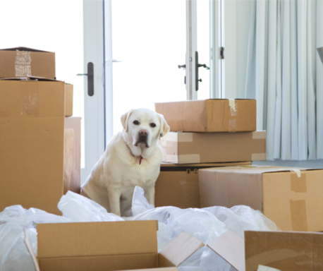 Are you moving with pets?