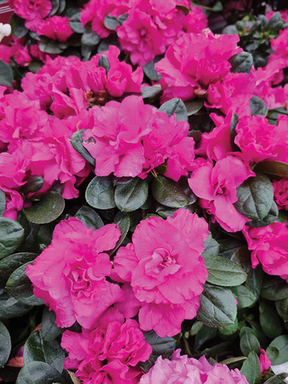 TCA_azaleas.jpg