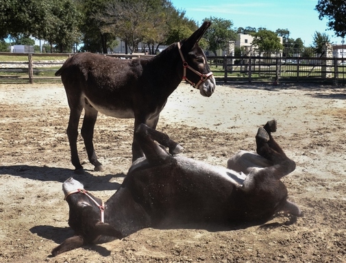 Join us for donkey shenanigans!